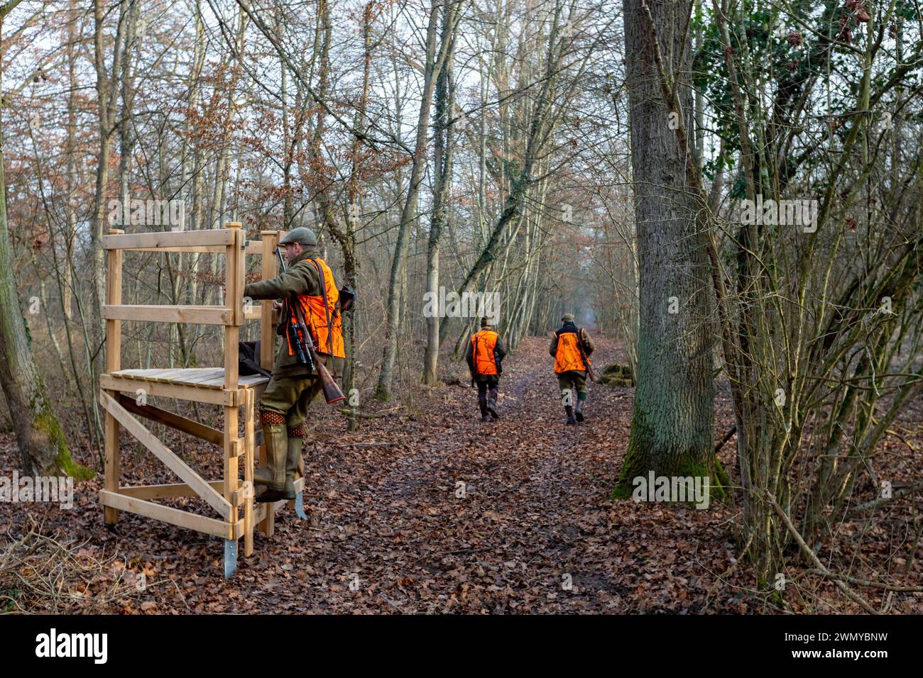 Frankreich Elsass Rheinwald, Jagd auf Großwild, ein Jäger schließt sich seinem Jagdposten an (ein kleiner Wachturm) Stockfoto