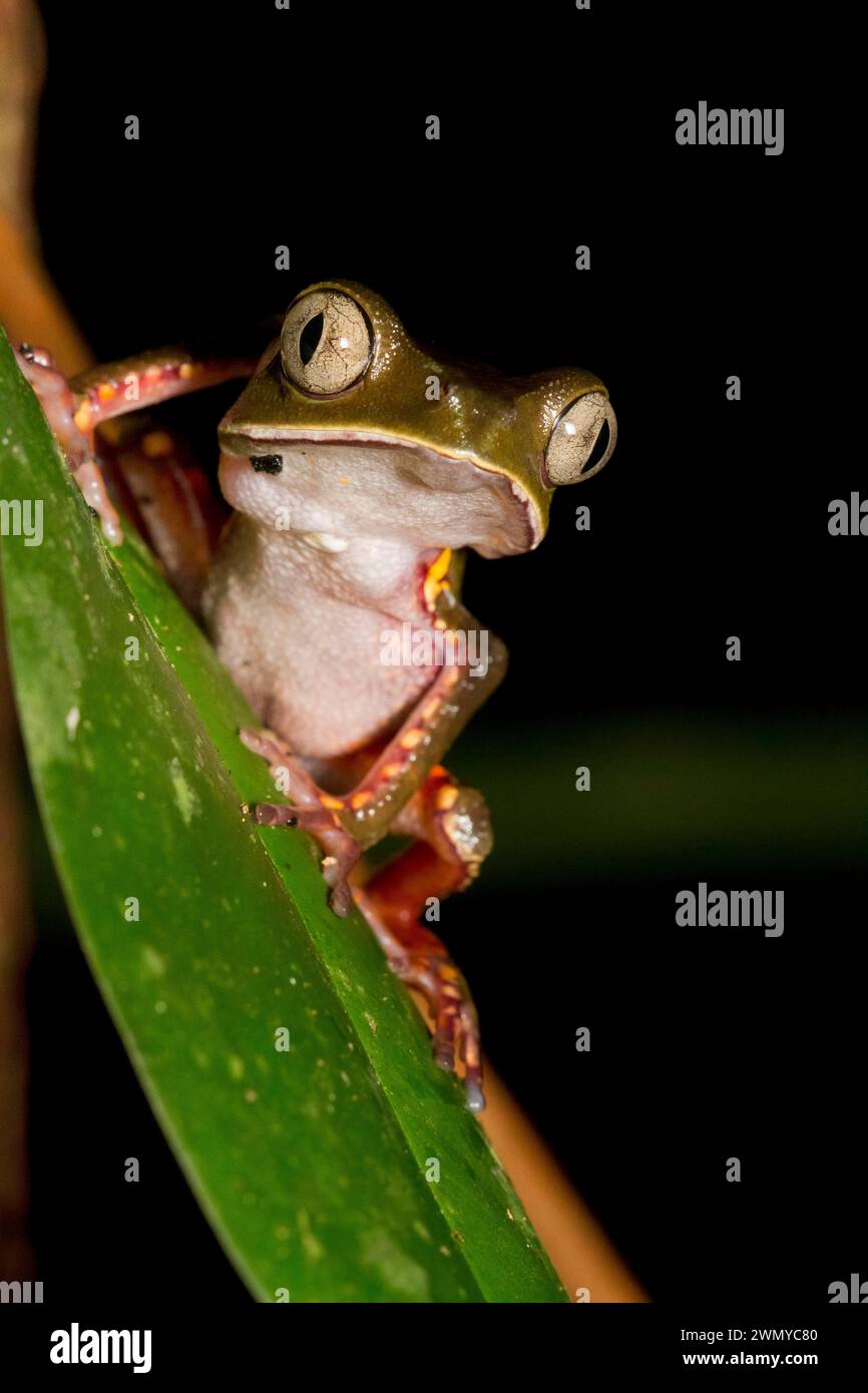 Frankreich, Französisch-Guayana, Giftentnahmemission des Venometech-Labors, Kaw Mountain, Phylomedusa tomopterna Stockfoto