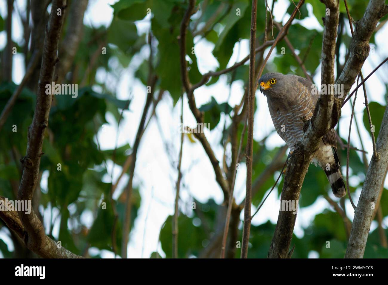 Frankreich, Französisch-Guayana, Giftentnahmemission des Venometech-Labors, Kourou, Großschnecke (Rupornis magnirostris) Stockfoto