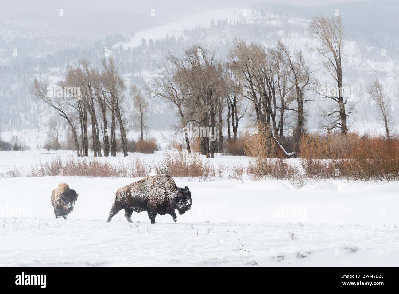American Bisons ( Bison Bison ), Buffalos in typischer Umgebung, Ebene, Prärie, Spaziergang durch Schnee, Lamar Valley, Yellowstone, Wyoming, Tierwelt, Stockfoto