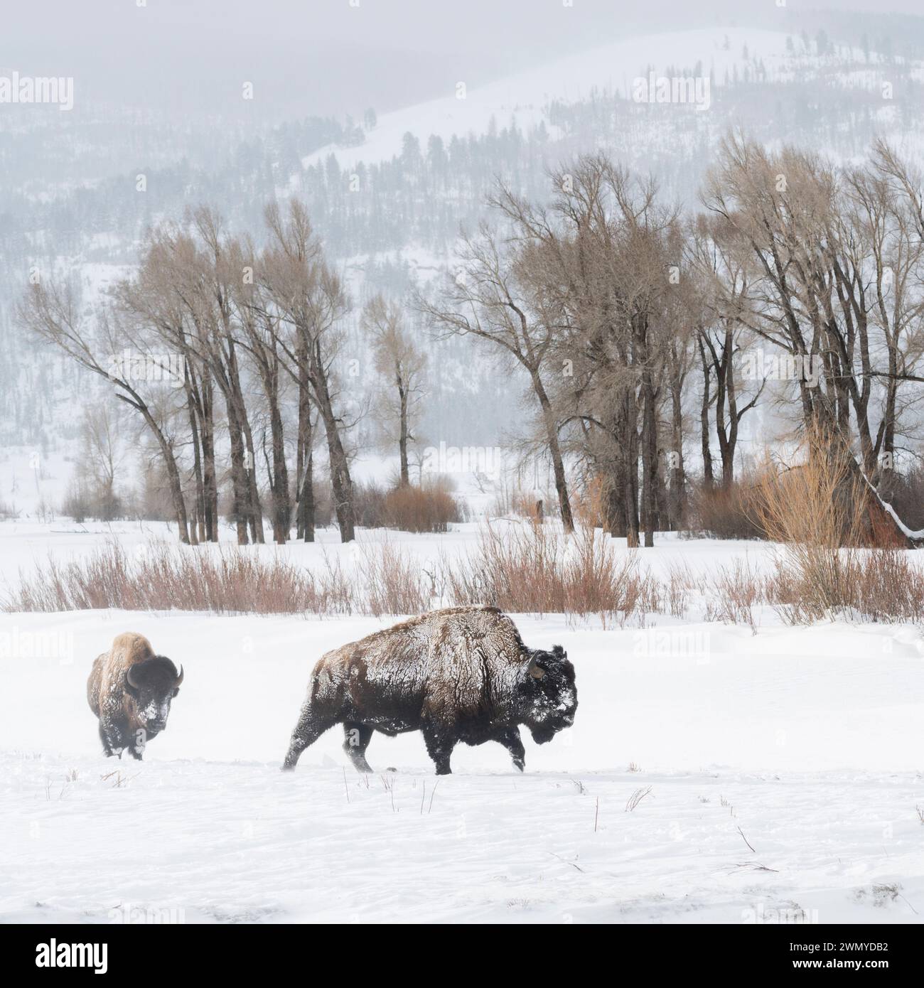 American Bisons ( Bison Bison ), Buffalos in typischer Umgebung, Ebene, Prärie, Spaziergang durch Schnee, Lamar Valley, Yellowstone, Wyoming, Tierwelt, Stockfoto