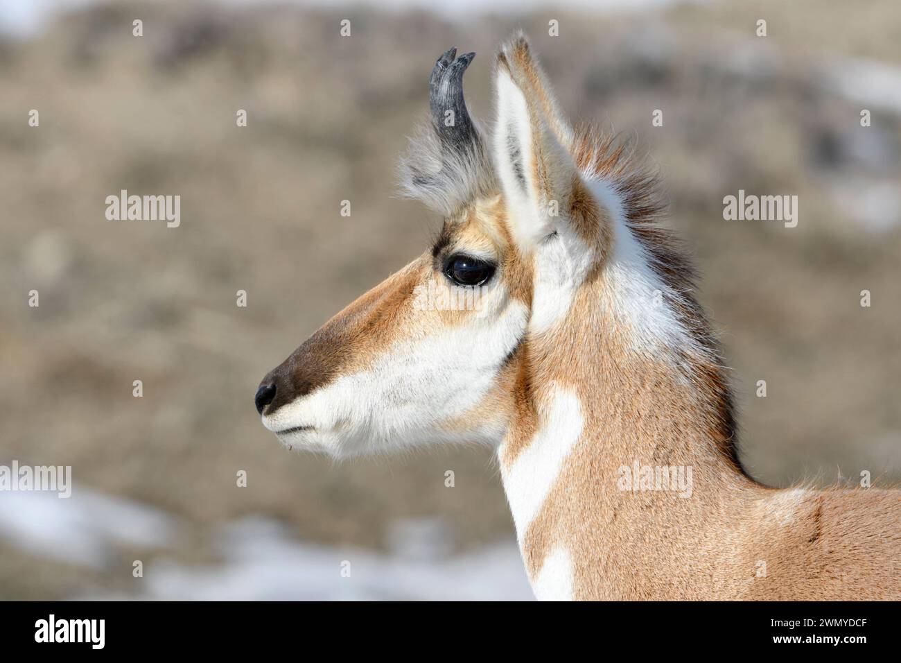 Pronghorn Antilope ( Antilocapra americana ) im Winter, männlich, Nahaufnahme eines Bocks, detaillierter Kopfschuss, Yellowstone NP, USA. Stockfoto