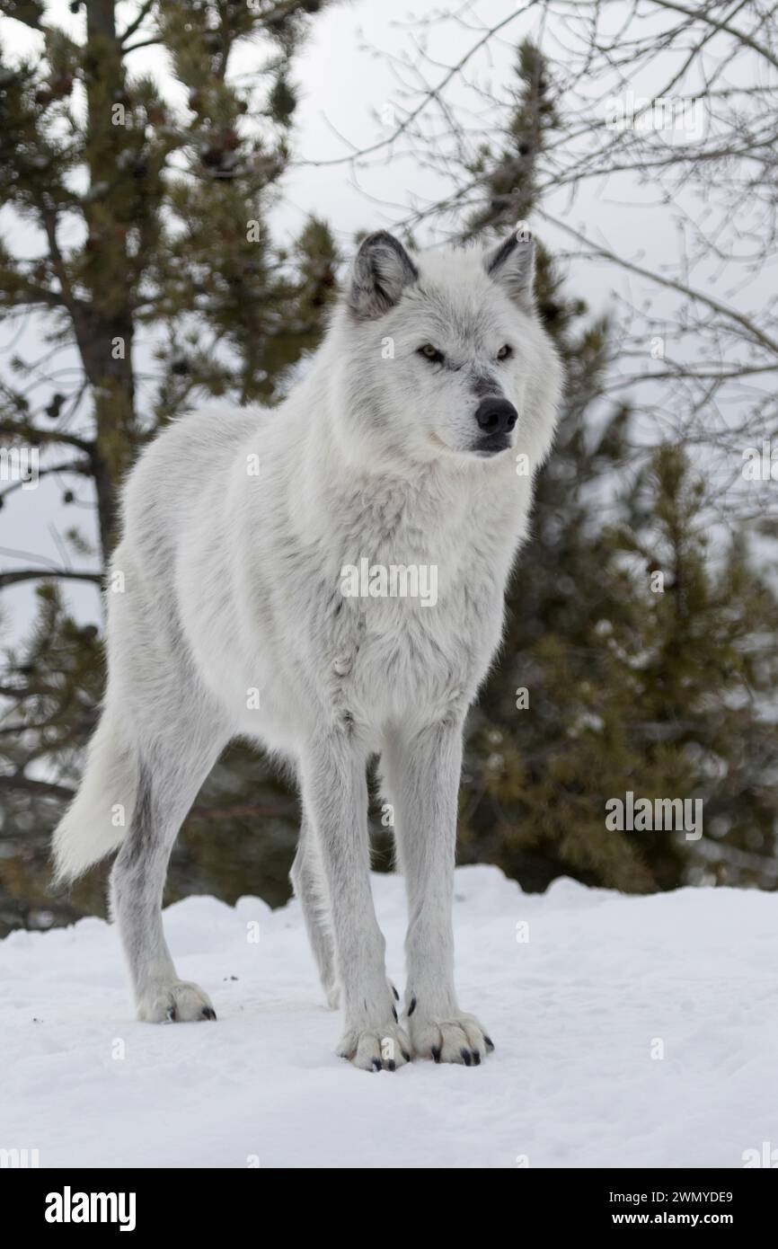 Grauer Wolf (Canis Lupus) im Winter, Winterfell, stehend im Schnee, auf einem kleinen Hügel, sieht gefährlich aus, heftig, Yellowstone Gebiet, Montana, USA. Stockfoto