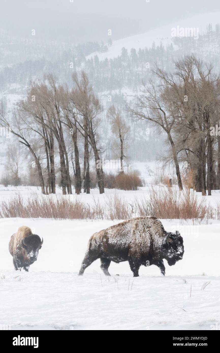 American Bison ( Bison Bison ) in typischer Umgebung, Ebene, Prärie, Spaziergang durch Schnee, Lamar Valley, Yellowstone, Wyoming, Tierwelt, USA. Stockfoto