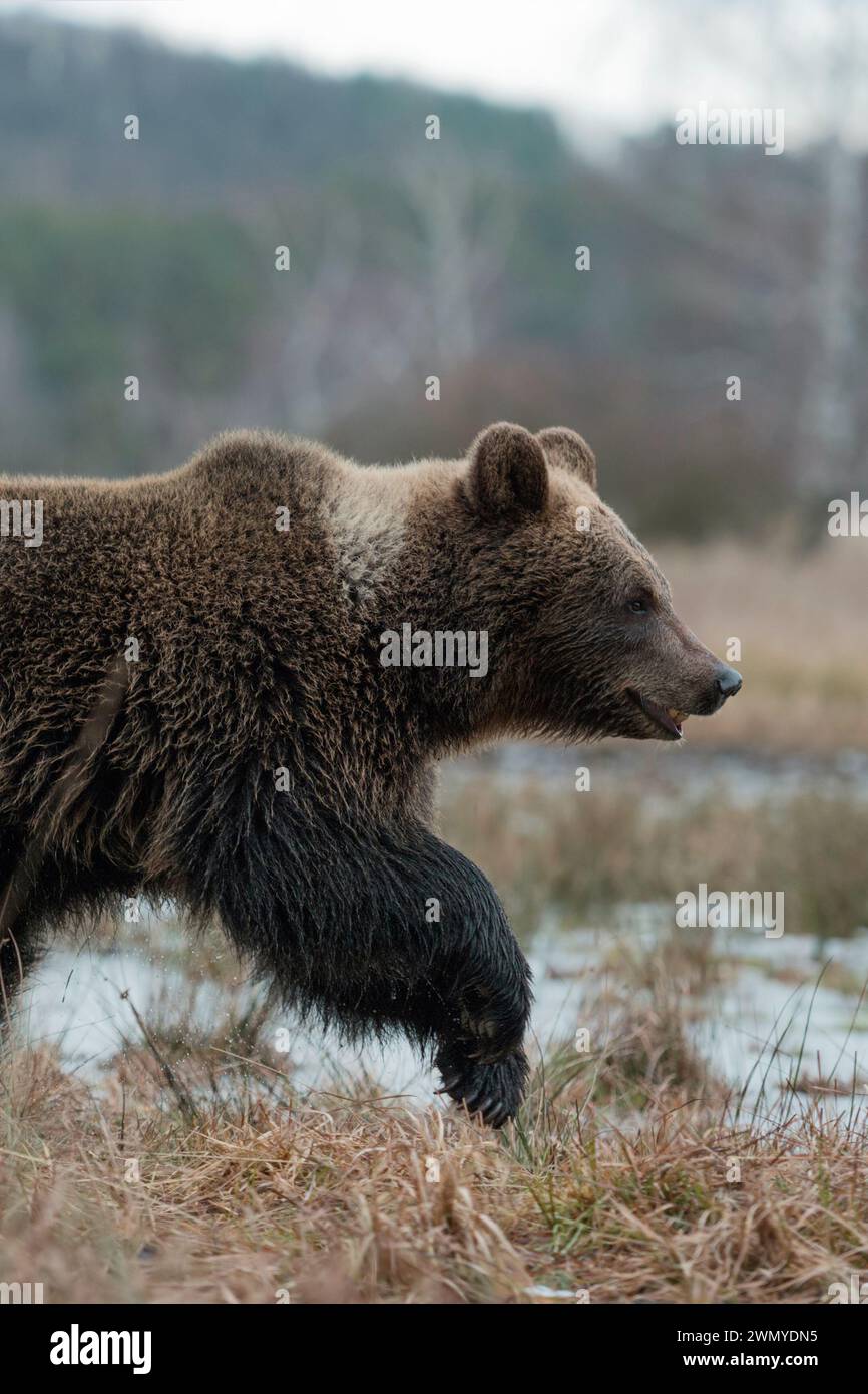 Europäischer Braunbär ( Ursus arctos ) Junges Junges, der durch offenes Grasland, gefrorenes Sumpfland, Europa spaziert. Stockfoto