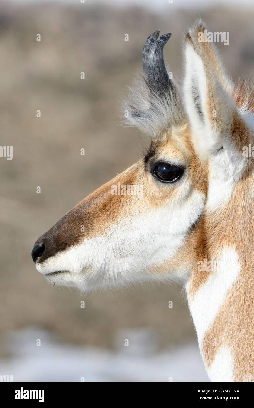 Pronghorn Antilope ( Antilocapra americana ) im Winter, männlich, Nahaufnahme eines Bocks, detaillierter Kopfschuss, Yellowstone NP, USA. Stockfoto