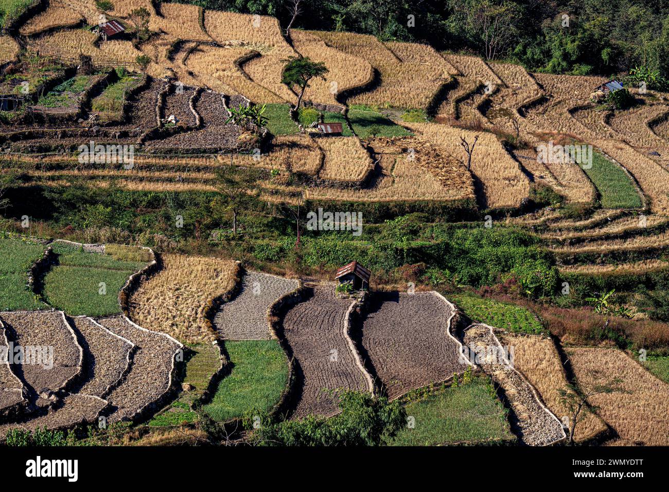 Indien, Nagaland, Stammesdorf Naga Khonoma, Reisfelder in Gelb und Knoblauchfelder in Grün Stockfoto