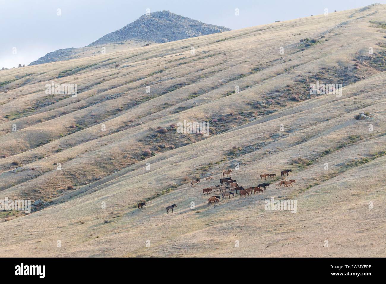 Mongolei, Hustai Nationalpark, Hauspferd im Khustain Nuruu Nationalpark, Gruppe Stockfoto