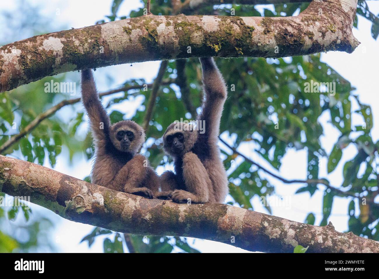 Malaysia, Borneo, Sabah, Tabin Nature Reserve, Müller's gibbon funereus Unterart in Sabah (Hylobates muelleri funereus), in einem Baum Stockfoto