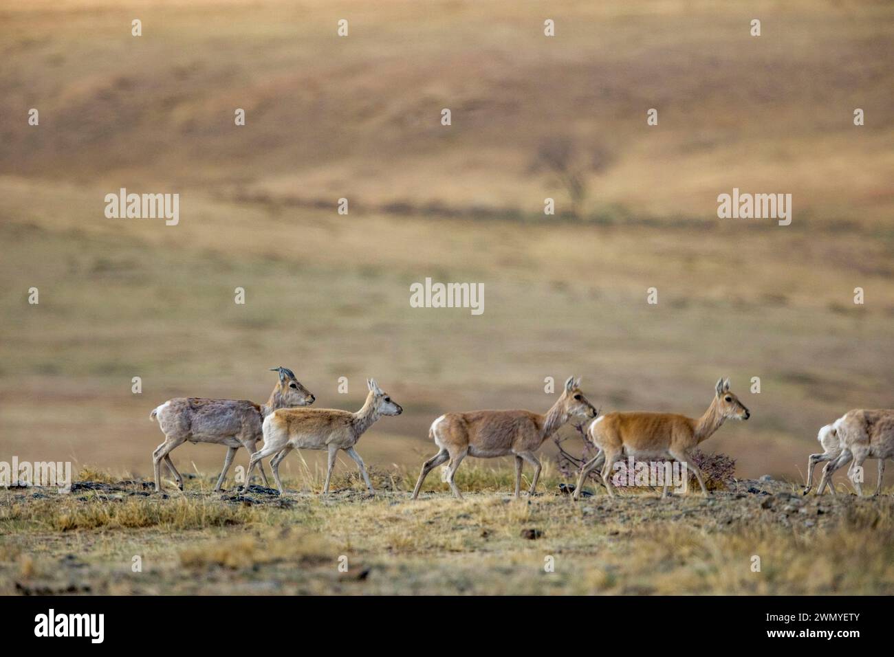 Die Mongolei, der Hustai-Nationalpark, die WeißwedelGazelle oder die Daourie Gazelle (Procapra gutturosa) im Khustain Nuruu-Nationalpark Stockfoto