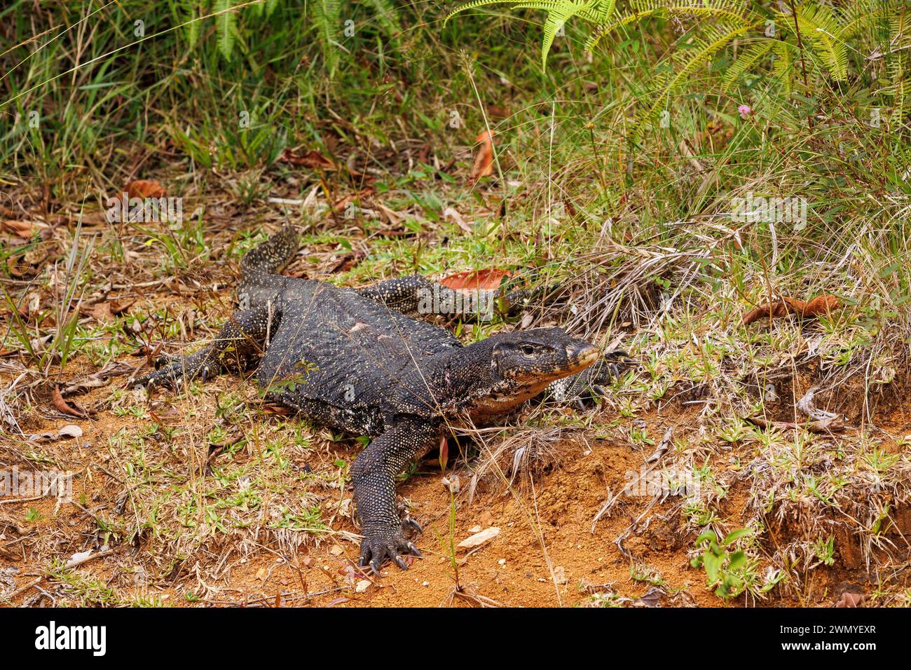 Asie du Sud-Est, Partie nord de Bornéo, Malaisie, Sabah, Réserve naturelle de Tabin, Varan malais (Varanus salvator), au sol, dans les herbes / / Malaysia, Borneo, Sabah, Tabin Naturreservat, Malayan Varan (Varanus salvator), auf dem Boden, im Gras Stockfoto