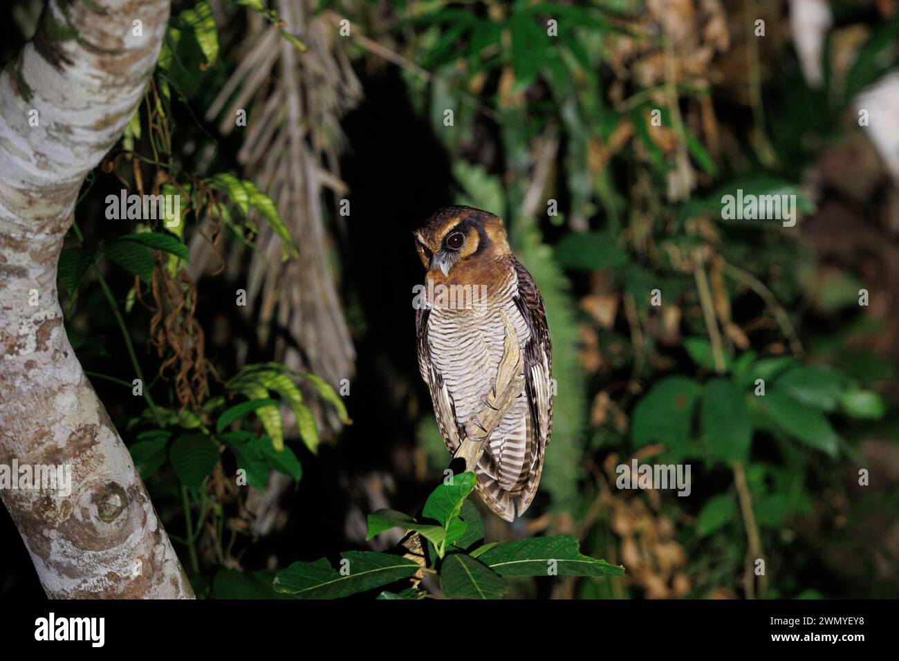 Südöstliches Nord-Borneo, Malaysia, Sabah, Tabin Wildlife Reserve, braune Holzeule (Strix leptogrammica), im Wald Stockfoto
