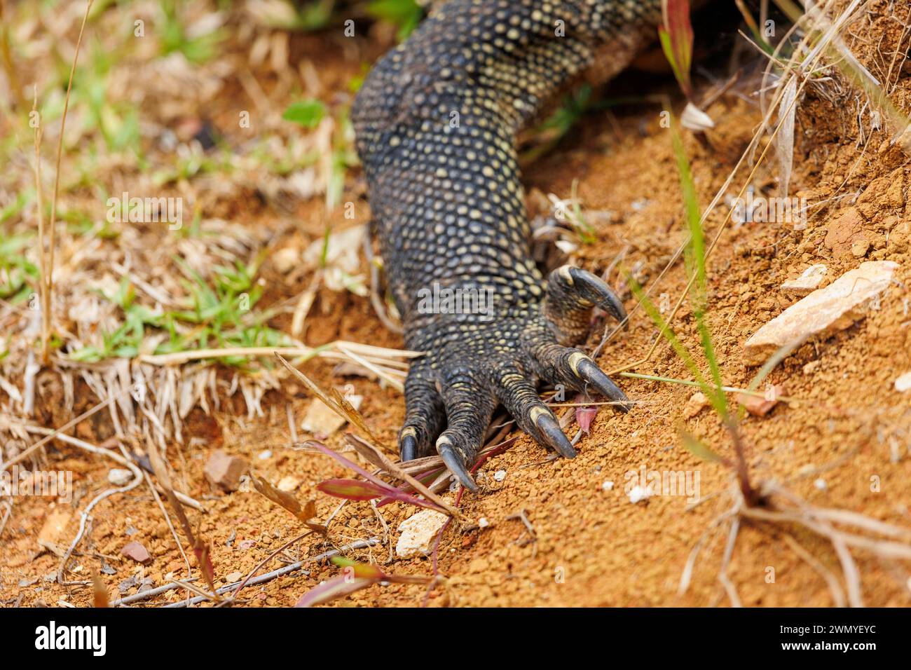 Asie du Sud-Est, Partie nord de Bornéo, Malaisie, Sabah, Réserve naturelle de Tabin, Varan malais (Varanus salvator), au sol, dans les herbes / / Malaysia, Borneo, Sabah, Tabin Naturreservat, Malayan Varan (Varanus salvator), auf dem Boden, im Gras Stockfoto