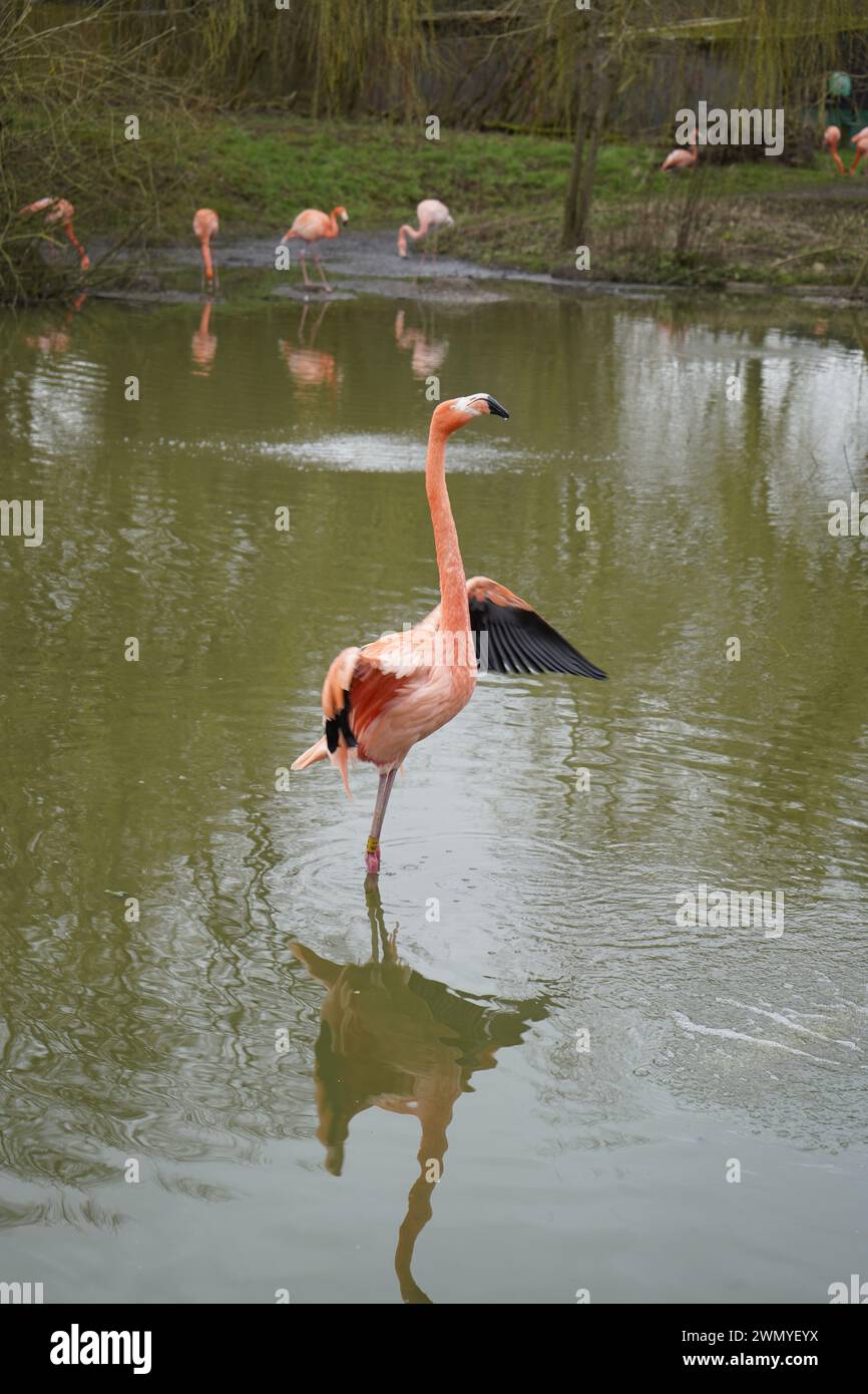 Ein Flamingo ist ein rosafarbener Vogel, der mit einer Allesfresse überlebt, was bedeutet, dass er sowohl Pflanzen als auch Fleisch isst. Flamingos sind sehr soziale Vögel; Stockfoto