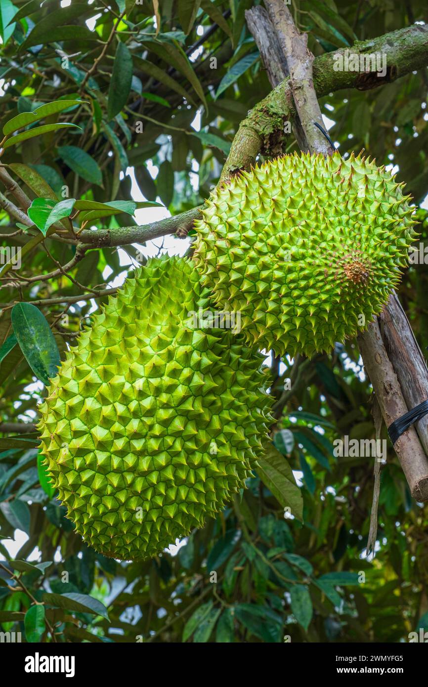 Vietnam, Mekong Delta, Provinz Tien Giang, Insel Tan Phong, Anbau von Durianern Stockfoto