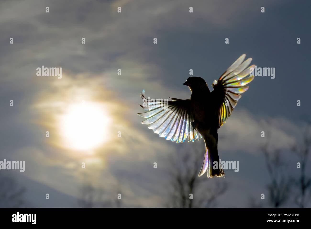 Blick von oben auf den hinterleuchteten Vogel im Flug, der durch seine ausgebreiteten Flügel die Sonne scheint, wodurch ein Regenbogenbeugungseffekt auf den Federn entsteht Stockfoto