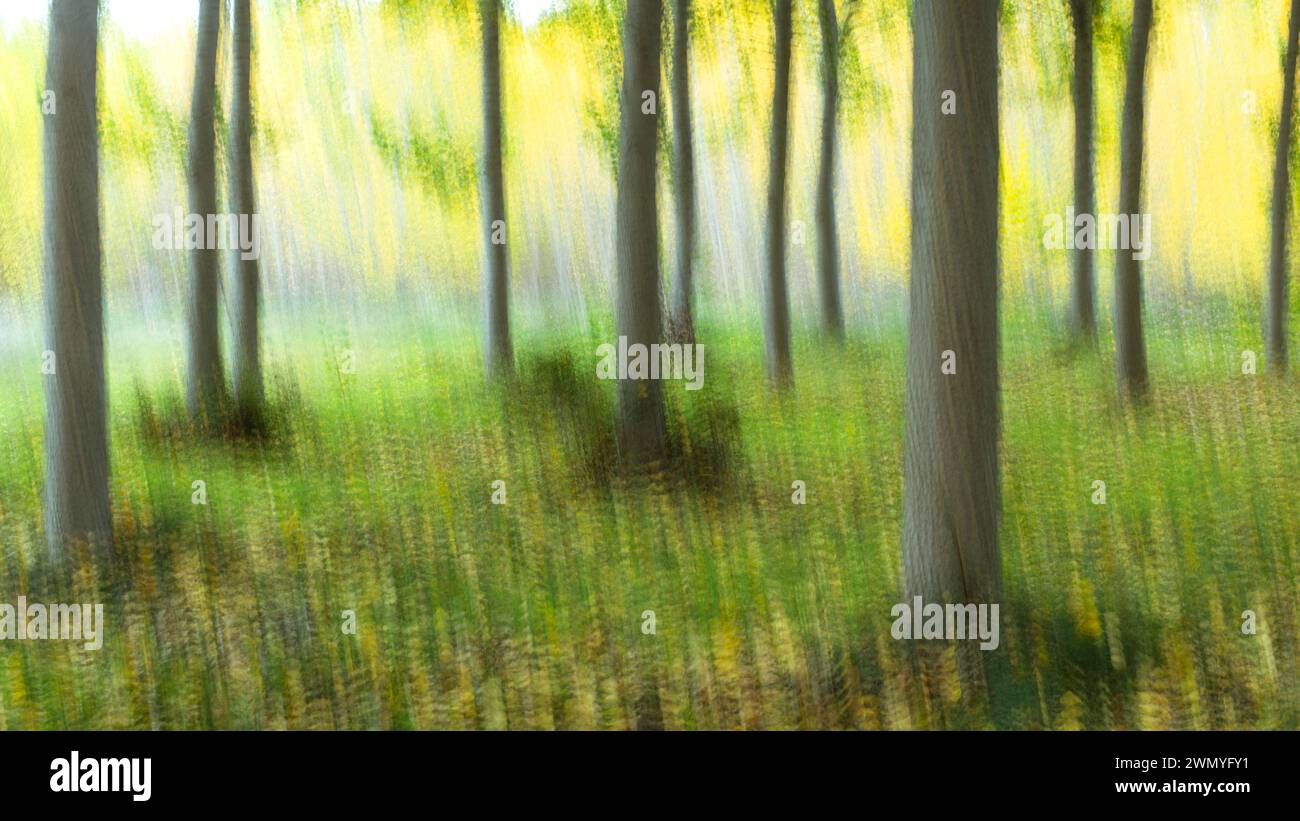 Traumhafte Darstellung eines Waldes mit sanftem Licht und Bewegungsunschärfe, die einen malerischen, malerischen Stil am Ufer vermittelt Stockfoto