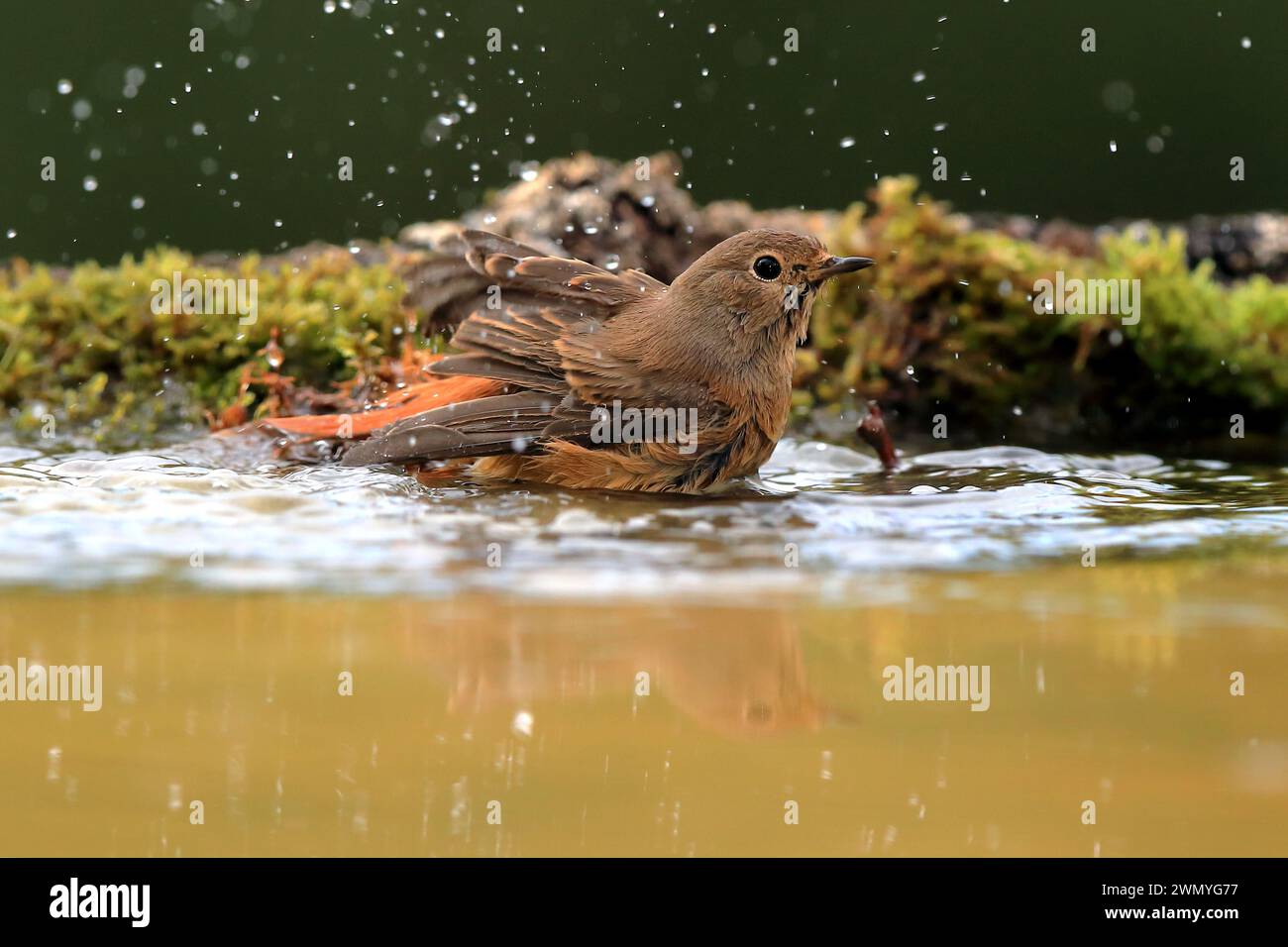 Ein robin genießt ein erfrischendes Bad in einem flachen Pool mit Wasser, umgeben von tropfenden Tropfen und grünem Moos. Stockfoto