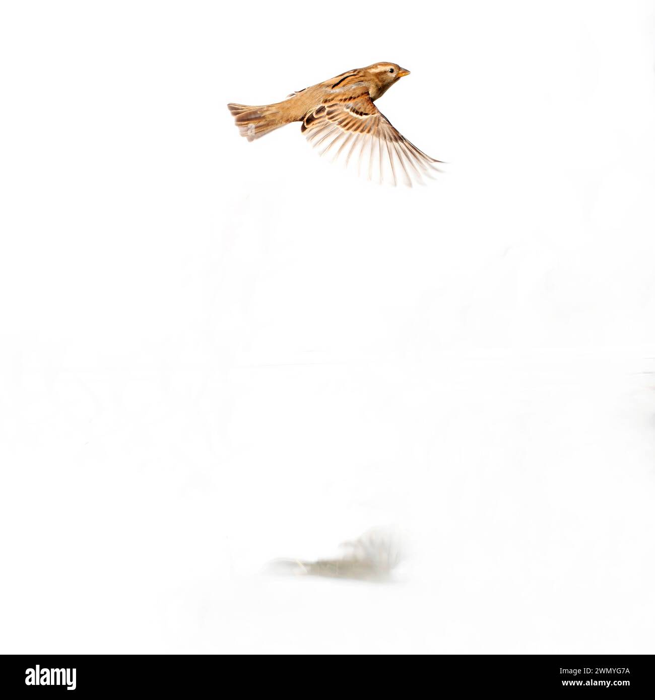 Ein einsamer Haussperling schwingt mit weit ausgebreiteten Flügeln, isoliert auf einem rein weißen Hintergrund. Stockfoto
