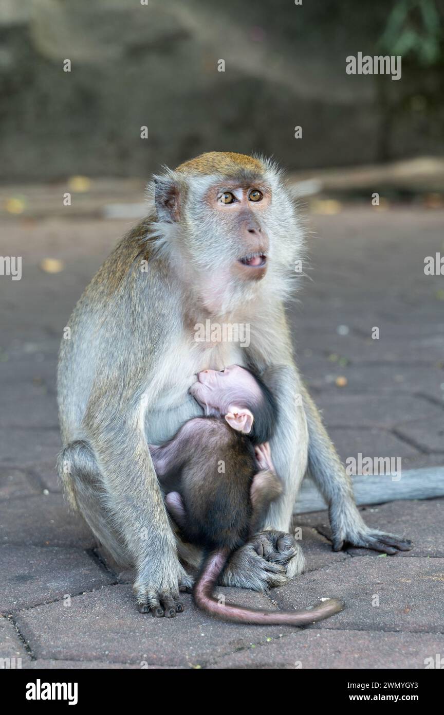 Ein zärtlicher Moment einer Makaken-Mutter mit ihrem Baby in ihrem Schoß, beide in Frieden in ihrem natürlichen Lebensraum. Stockfoto