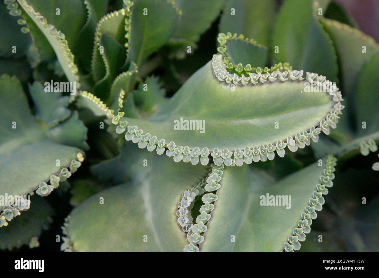 Kalanchoe (Kalanchoe daigremontiana, Bryophyllum daigremontianum), Blatt mit Töchterplätzchen. Stockfoto