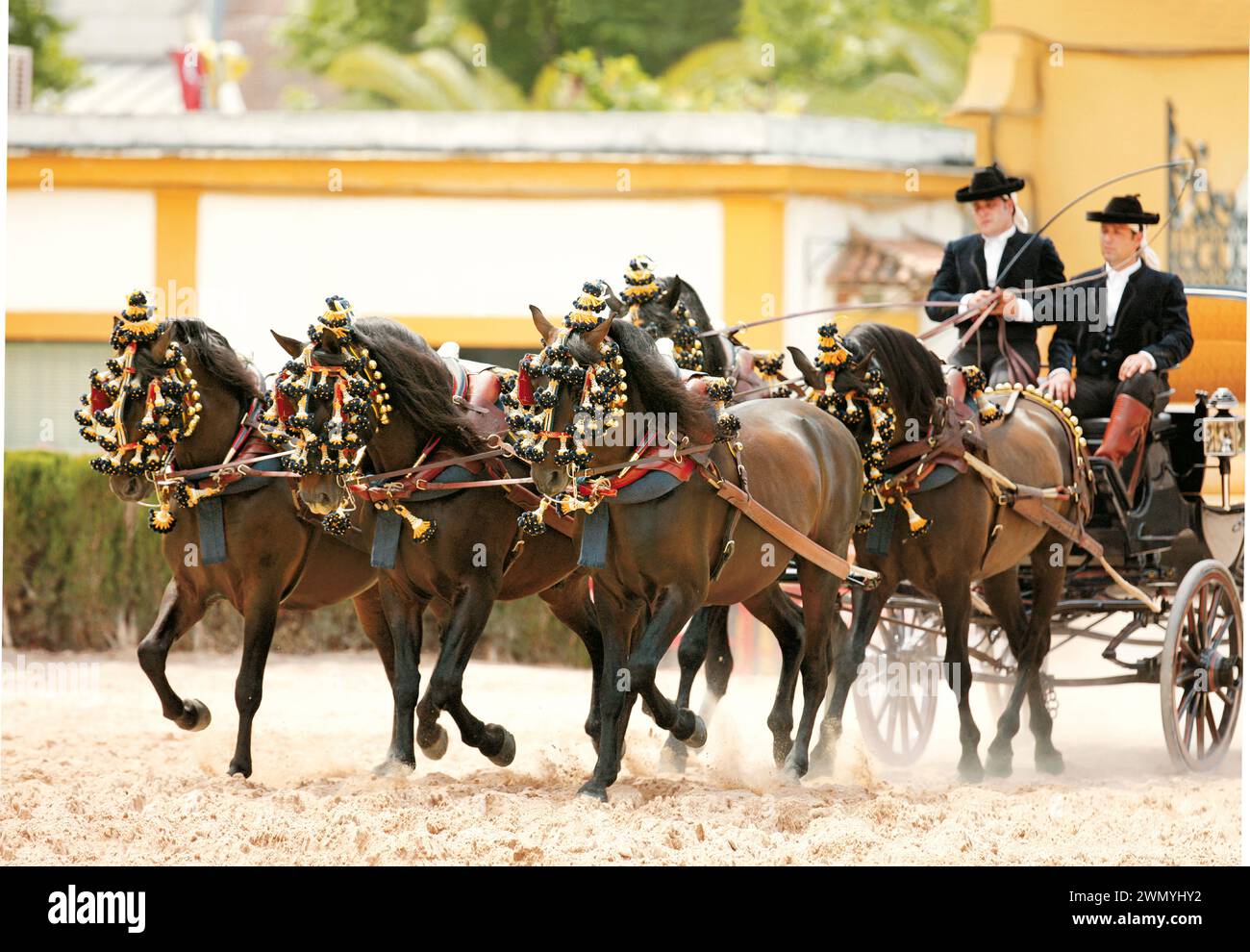 Reines Spanisches Pferd. Andalusische Pferde in traditionellem Gurtzeug, Feria del Caballo, Spanien Stockfoto