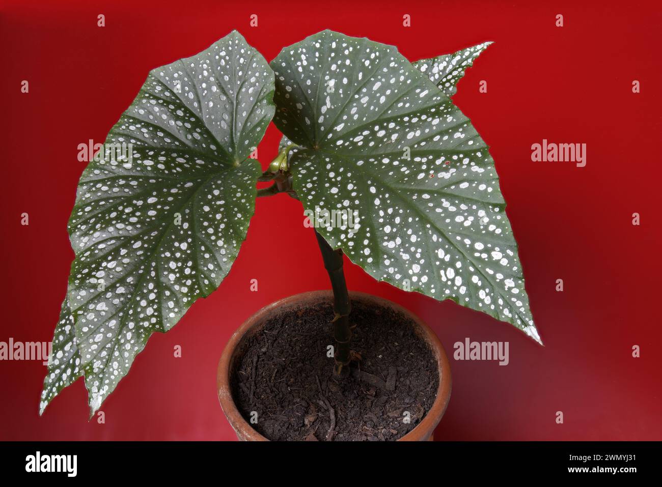 Ergebnis der Fokusstapelung von Begonia maculata mit natürlichem Licht, mit rotem Hintergrund Stockfoto