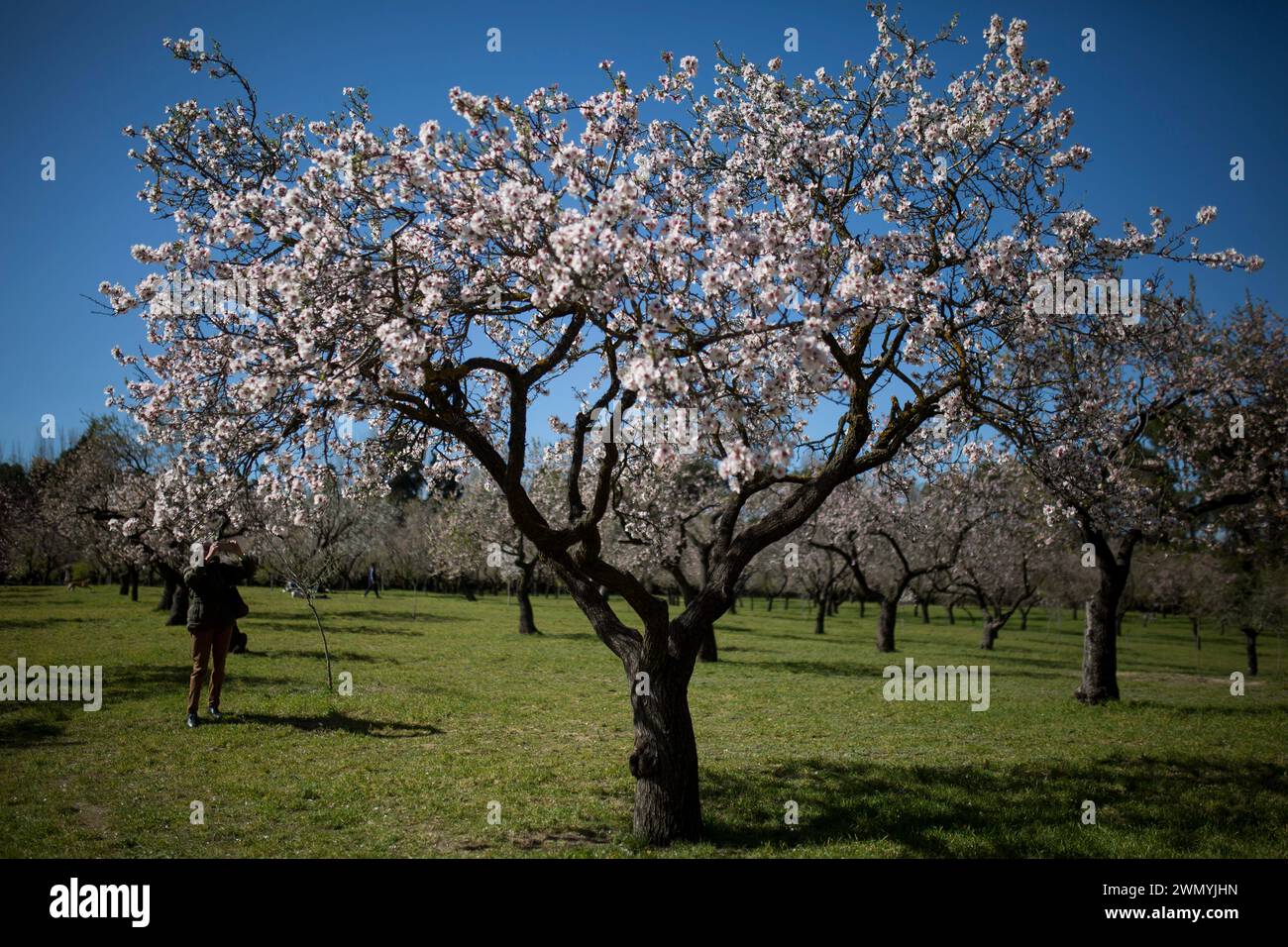 Madrid, Madrid, Spanien. Februar 2024. Eine Frau fotografiert einen Mandelbaum in Blüte im Park Quinta de los Molinos in Madrid. (Kreditbild: © Luis Soto/ZUMA Press Wire) NUR REDAKTIONELLE VERWENDUNG! Nicht für kommerzielle ZWECKE! Stockfoto