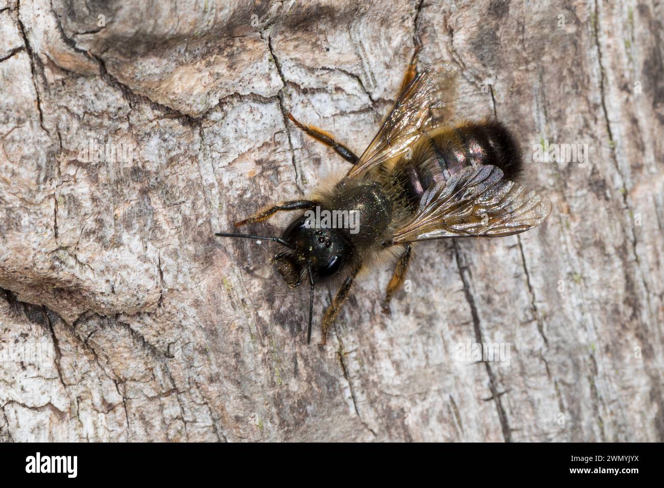 Rote Mauerbiene, Rostrote Mauerbiene, Mauerbiene, Mauer-Biene, Osmia bicornis, Osmia rufa, rote maurerbiene, mauerbiene, L'osmie rousse, Mauerbienen, maso Stockfoto