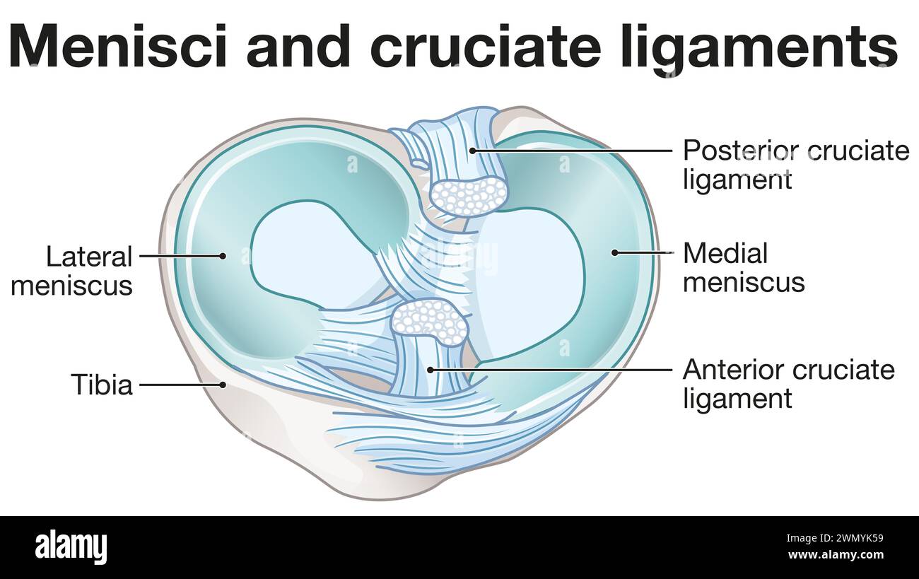 Menisken sind C-förmiger Knorpel in den Knien, der die Gelenke abfedert und stabilisiert. Kreuzbänder stabilisieren das Knie und verbinden Oberschenkel und Schienbein. Stockfoto