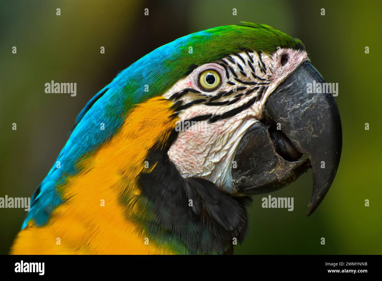 Blue and Yellow Araw sind die größten fliegenden Papageien mit einer schillernden Farbpalette in lebhaftem Gelb, Hyazinthen-Blau, Smaragdgrün, Brasilien Stockfoto