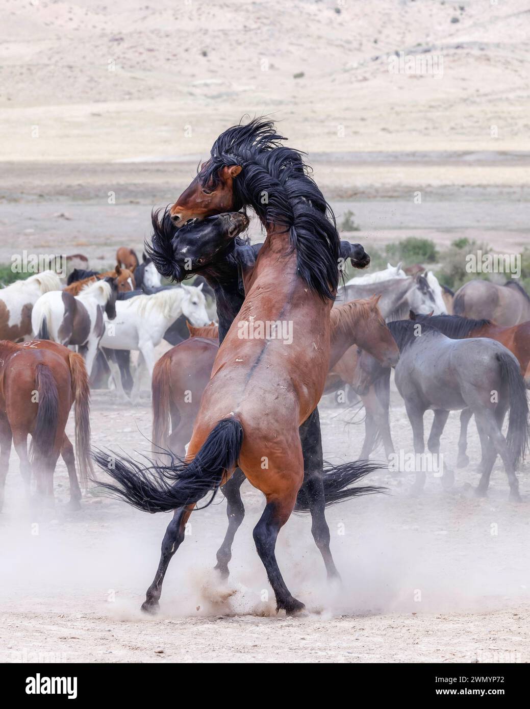 Die Wildpferdeherde des Onaqui Mountain hat eine leichte bis mittelschwere Struktur und ist in Farben wie Sauerampfer, roan, Buchleder, Schwarz, Palomino, und grau. Stockfoto