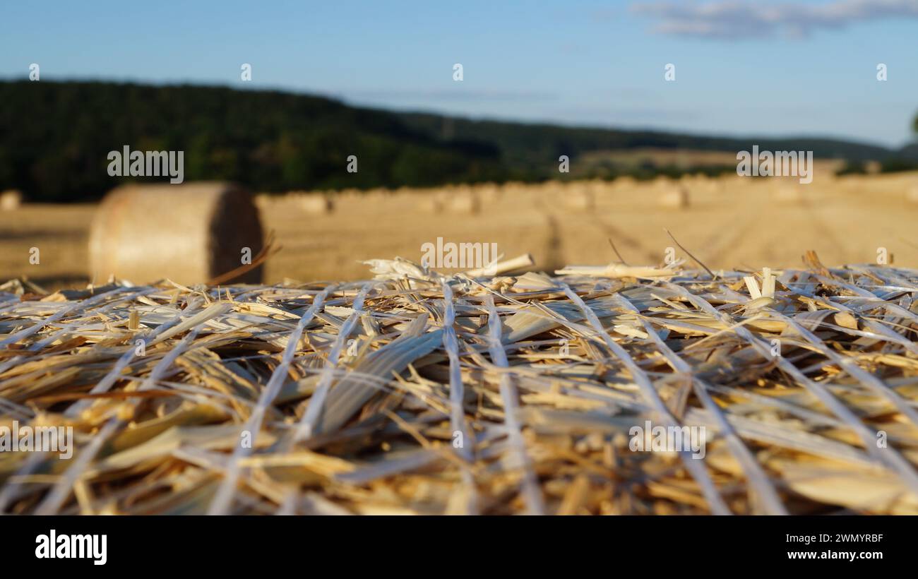 Der Fokus liegt auf einer modernen Weizengarbe, die vor Sonnenuntergang in einem Feld unter der Abendsonne steht, oder auf dem Feld als Ganzes Stockfoto