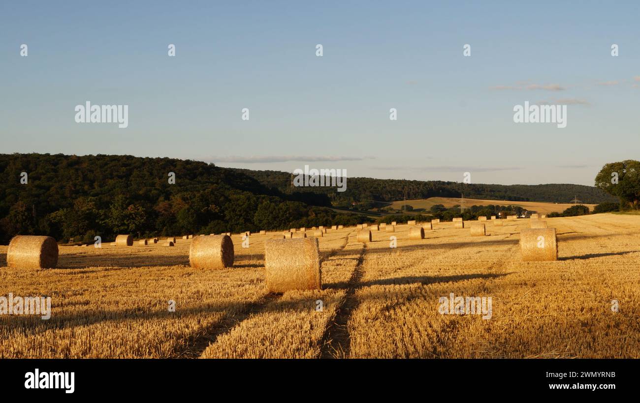 Unter den modernen Weizengarben verläuft ein Pfad aus zertrampeltem Stroh über ein Feld unter klarem Himmel, als Symbol für einen friedlichen Weg in die Zukunft Stockfoto