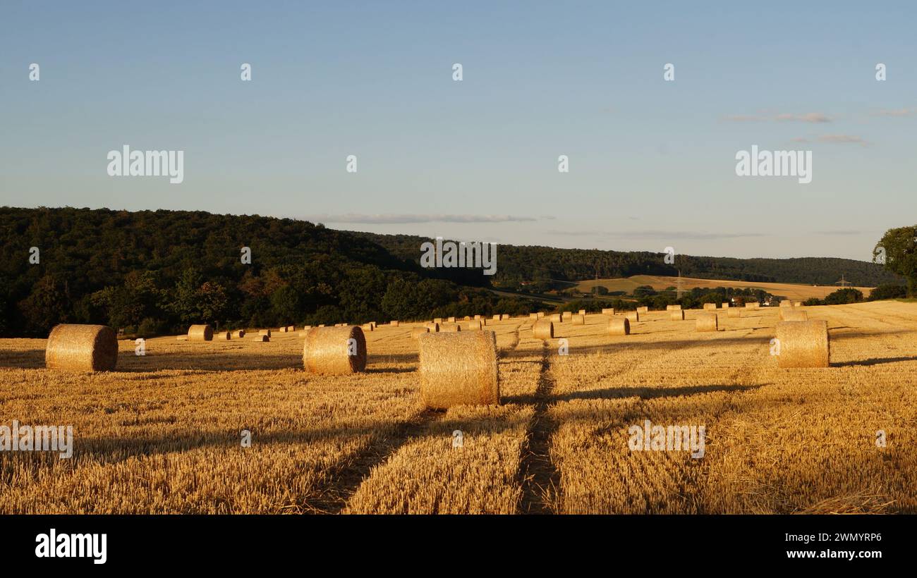 Unter den modernen Weizengarben verläuft ein Pfad aus zertrampeltem Stroh über ein Feld unter klarem Himmel, als Symbol für einen friedlichen Weg in die Zukunft Stockfoto