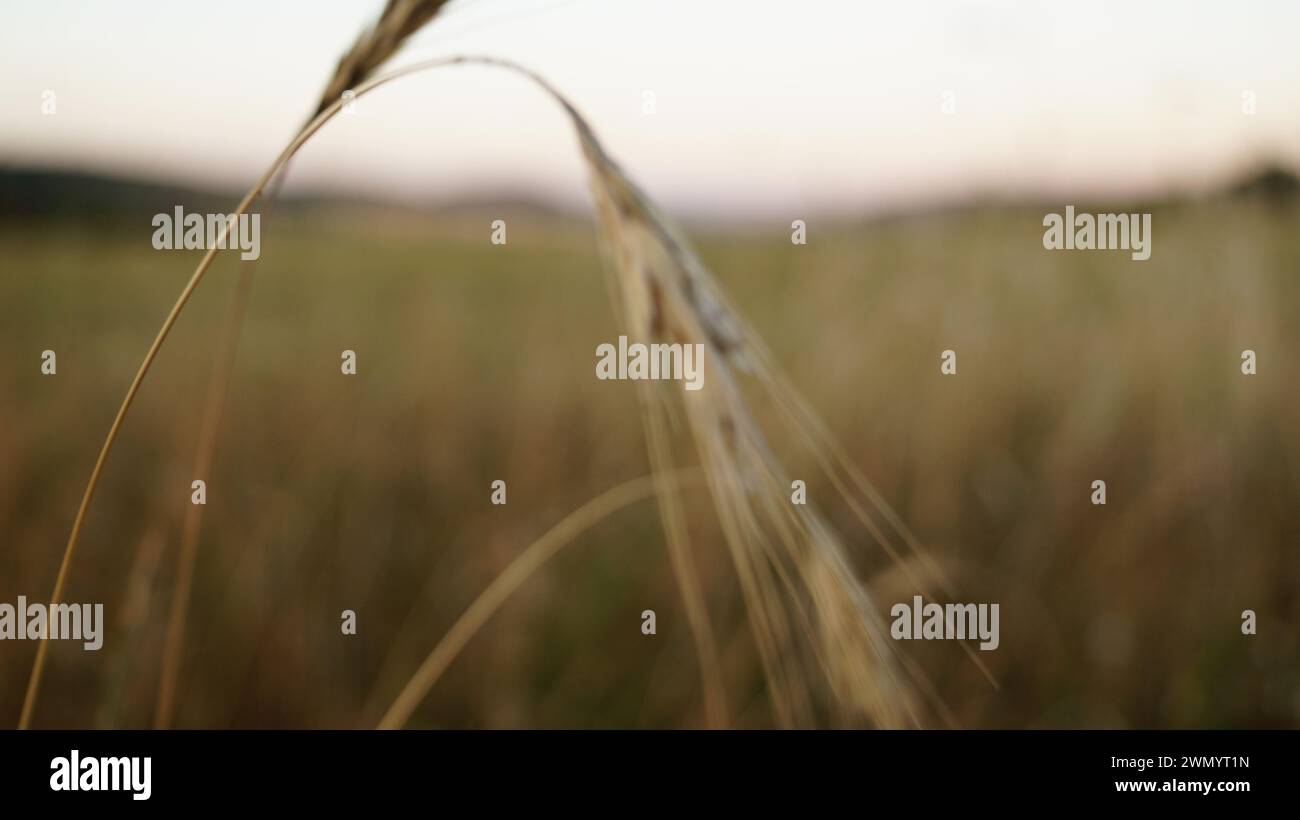 Neben dem gereiften Weizen auf den Feldern reiften die Samen verschiedener Kräuter in den Ohren Stockfoto