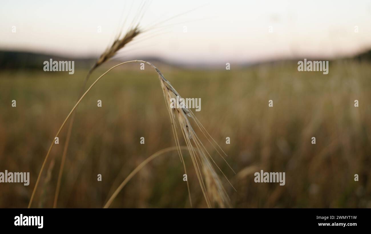 Neben dem gereiften Weizen auf den Feldern reiften die Samen verschiedener Kräuter in den Ohren Stockfoto