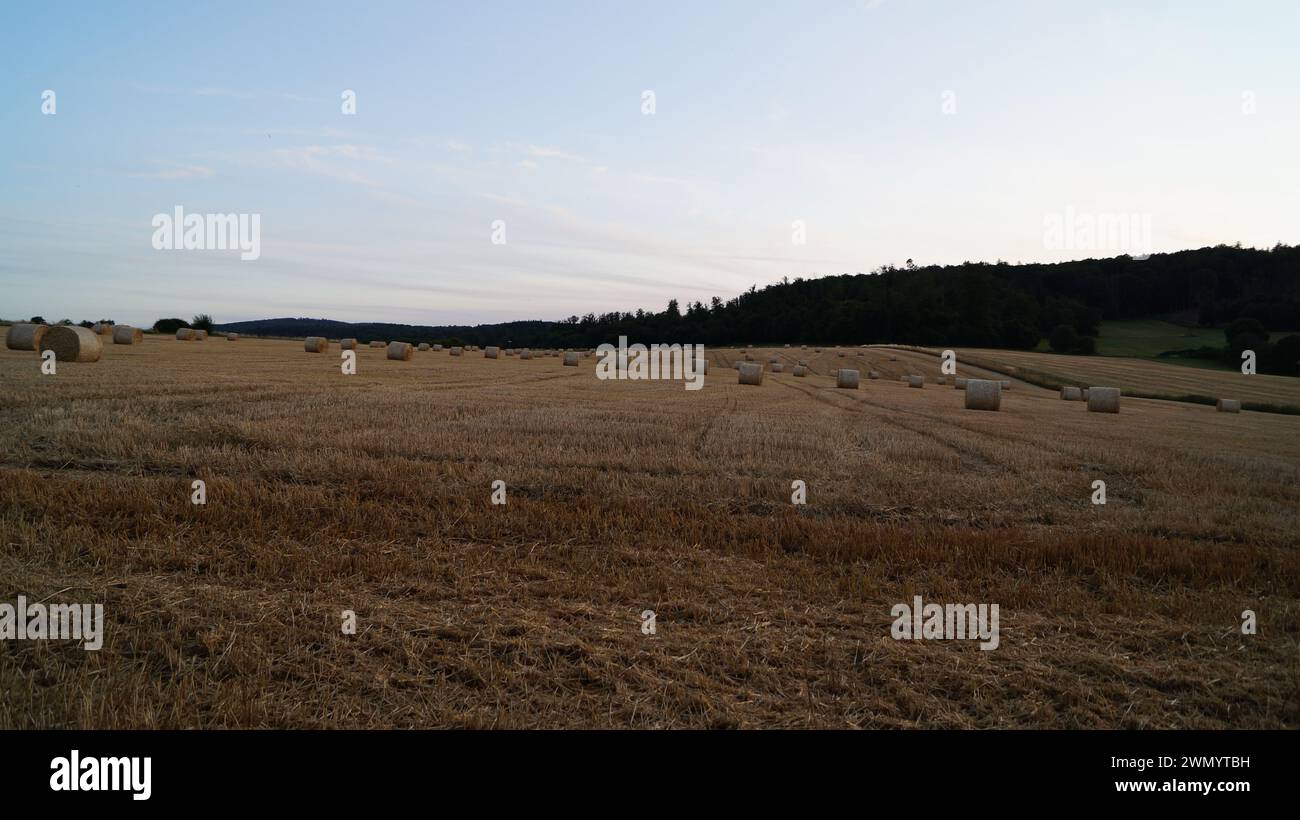 Unter den modernen Weizengarben verläuft ein Pfad aus zertrampeltem Stroh über ein Feld unter klarem Himmel, als Symbol für einen friedlichen Weg in die Zukunft Stockfoto