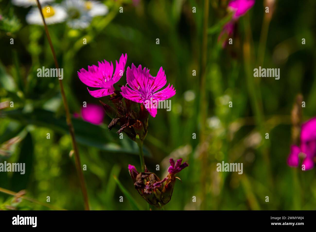 Schließen Sie kleine rosa Wildblumenblüten und -Stängel, insbesondere Deptford Pink Dianthus armeria, mit einer unscharfen Wiese im Hintergrund. Stockfoto
