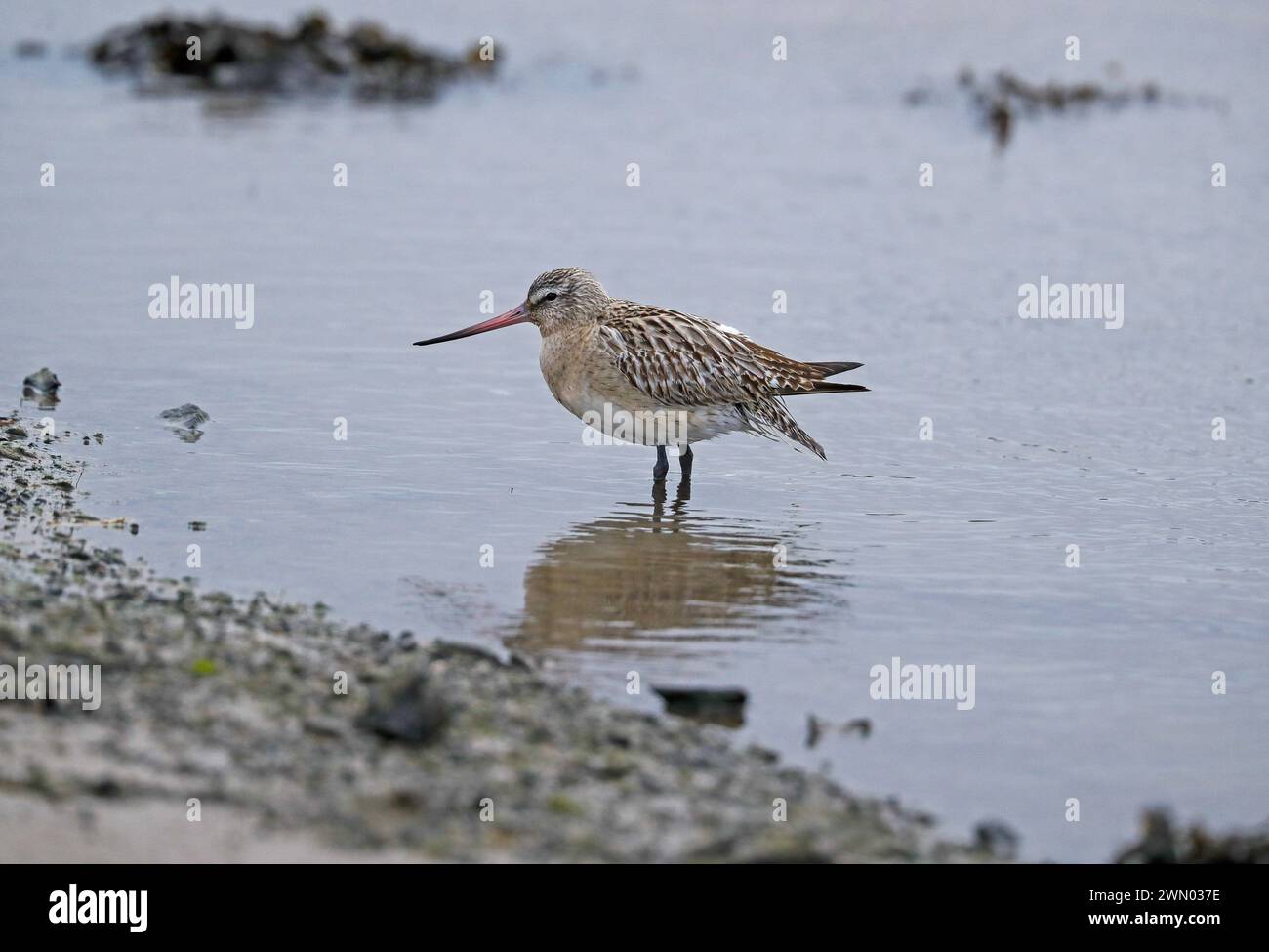 Barschwanzgodwit (Limosa lapponica) Stockfoto