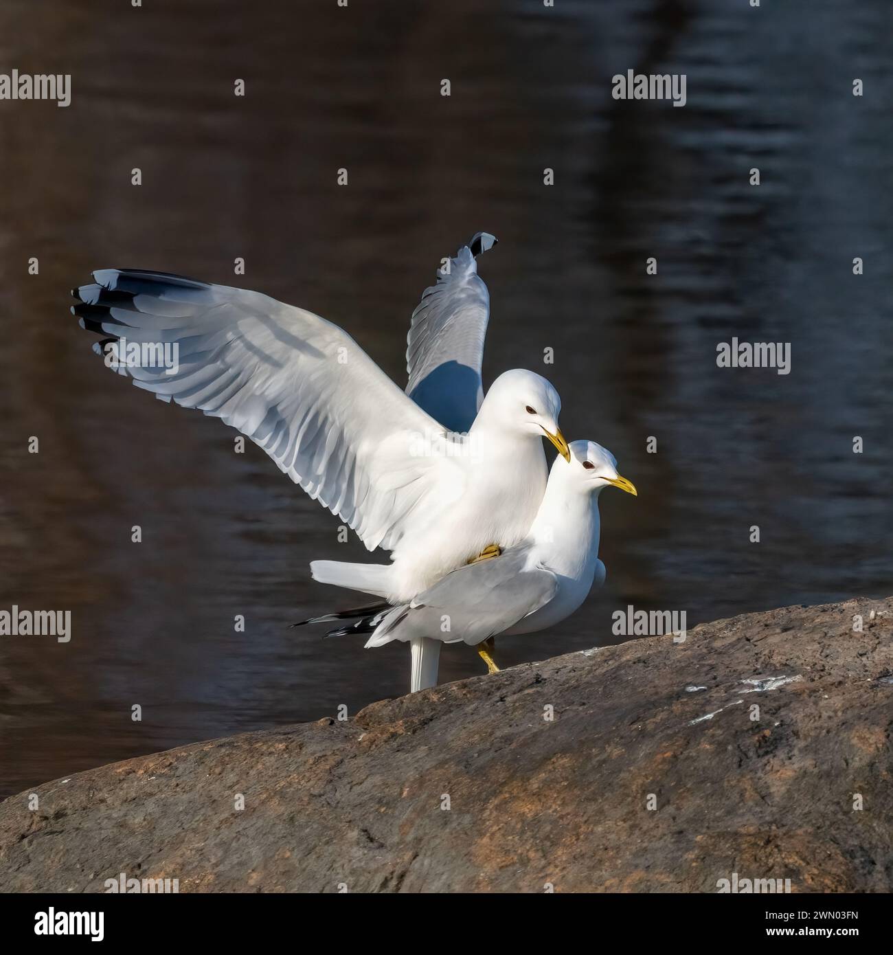 gemeinsamen Möwe Stockfoto