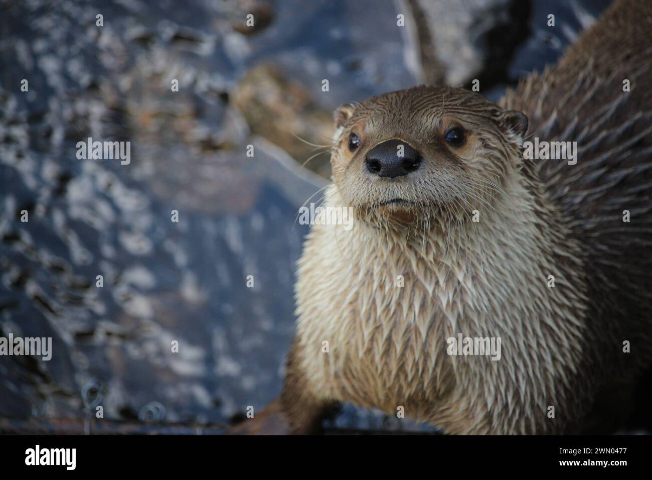 Loutre de rivière (Lontra canadensis), nordamerikanischer Flussotter, Zoo Sauvage de Saint-Félicien Stockfoto