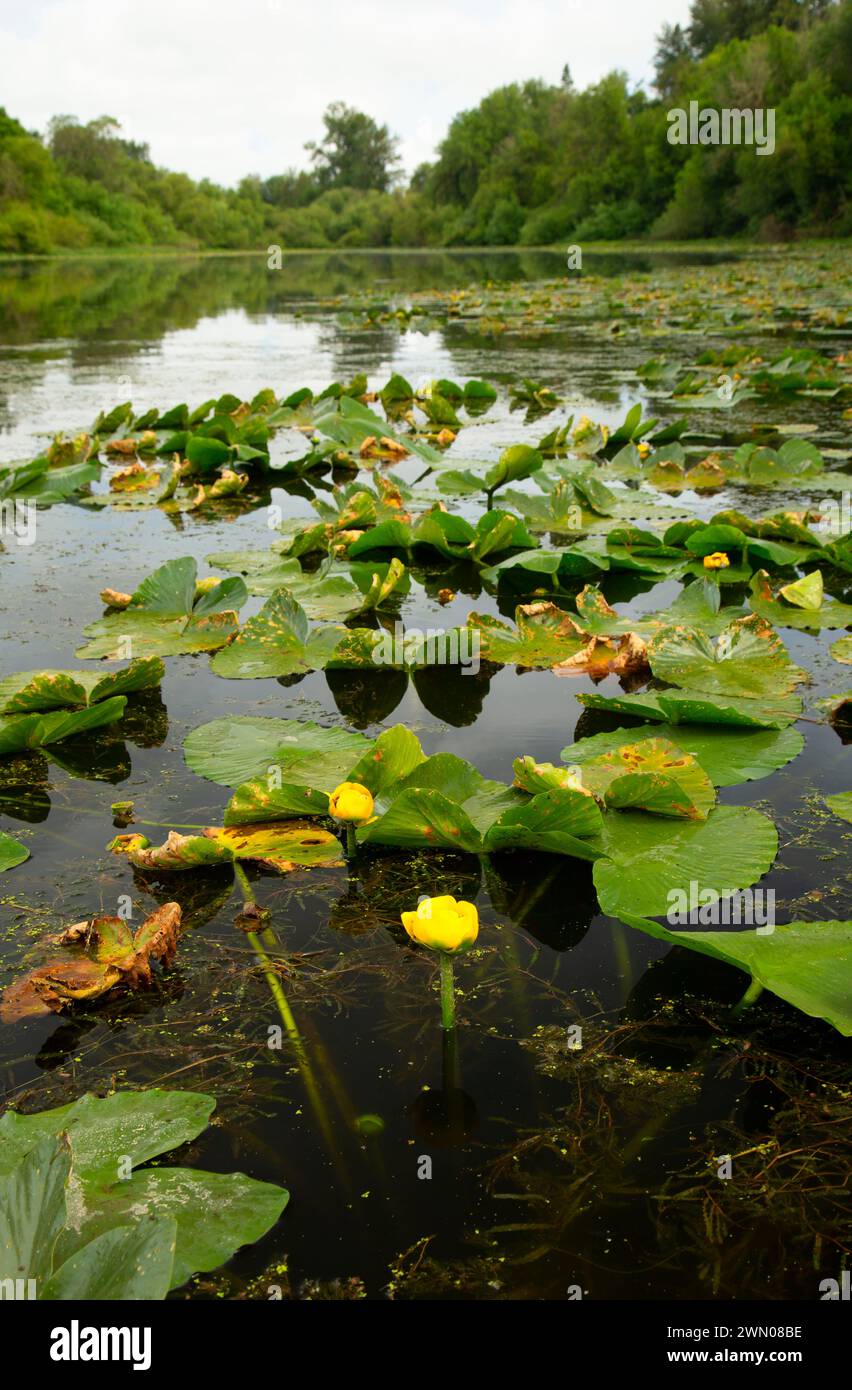 Yellow Pond Lily (Nuphar polysepala) am Goose Lake, Willamette Mission State Park, Oregon Stockfoto