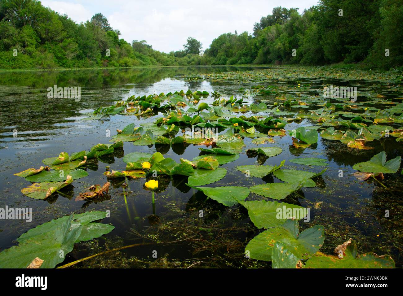 Yellow Pond Lily (Nuphar polysepala) am Goose Lake, Willamette Mission State Park, Oregon Stockfoto