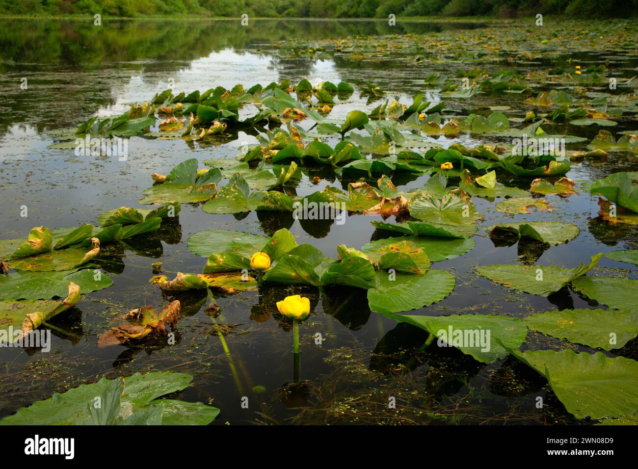 Yellow Pond Lily (Nuphar polysepala) am Goose Lake, Willamette Mission State Park, Oregon Stockfoto