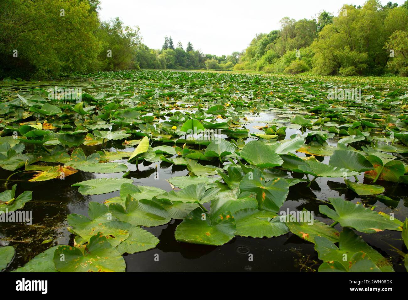 Yellow Pond Lily (Nuphar polysepala) am Goose Lake, Willamette Mission State Park, Oregon Stockfoto