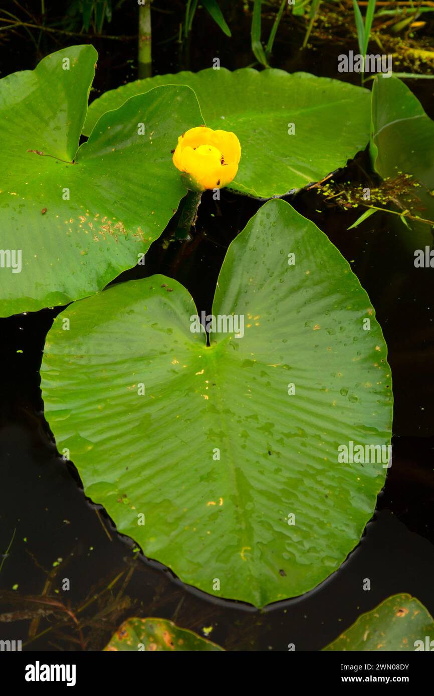 Yellow Pond Lily (Nuphar polysepala) am Goose Lake, Willamette Mission State Park, Oregon Stockfoto