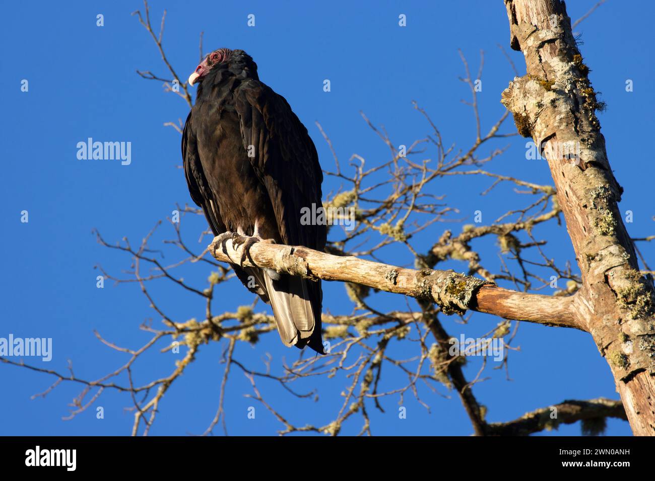 Putengeier (Cathartes Aura), Riverside Park, Stayton, Oregon Stockfoto