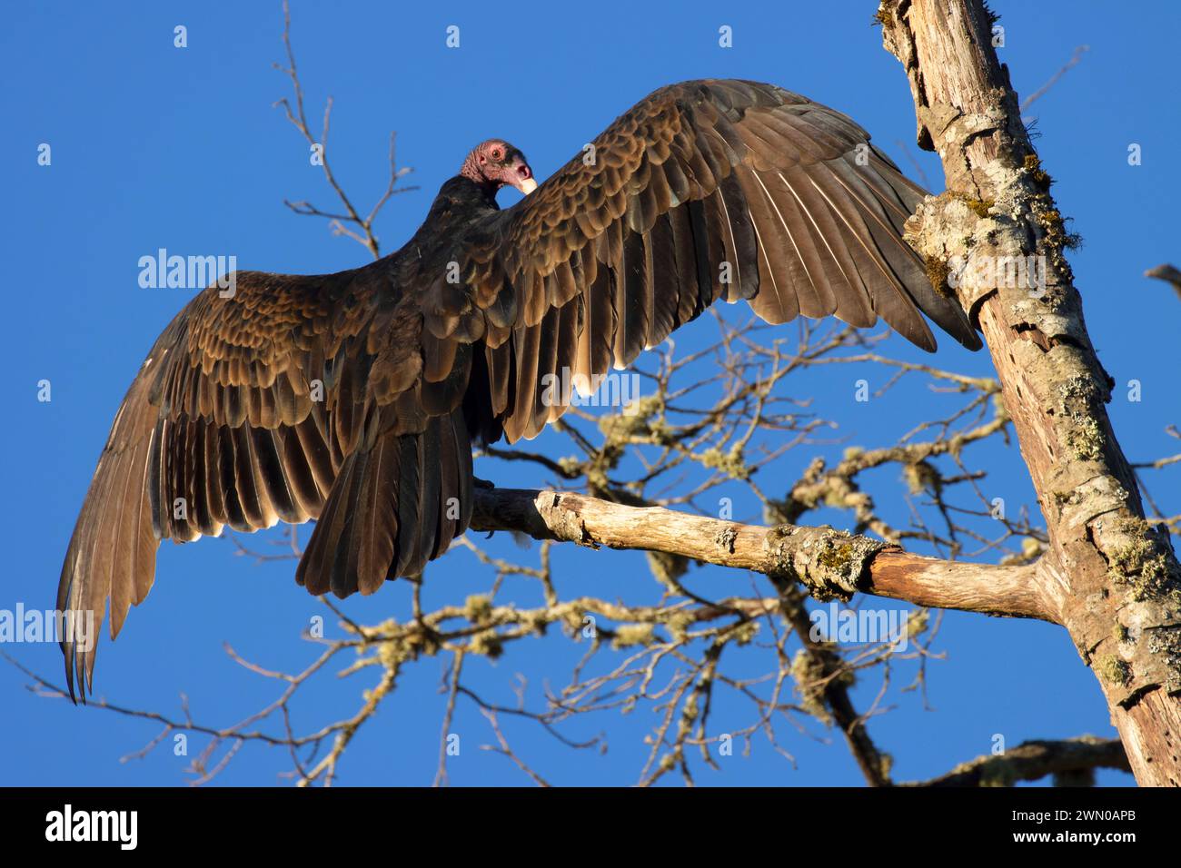 Putengeier (Cathartes Aura), Riverside Park, Stayton, Oregon Stockfoto