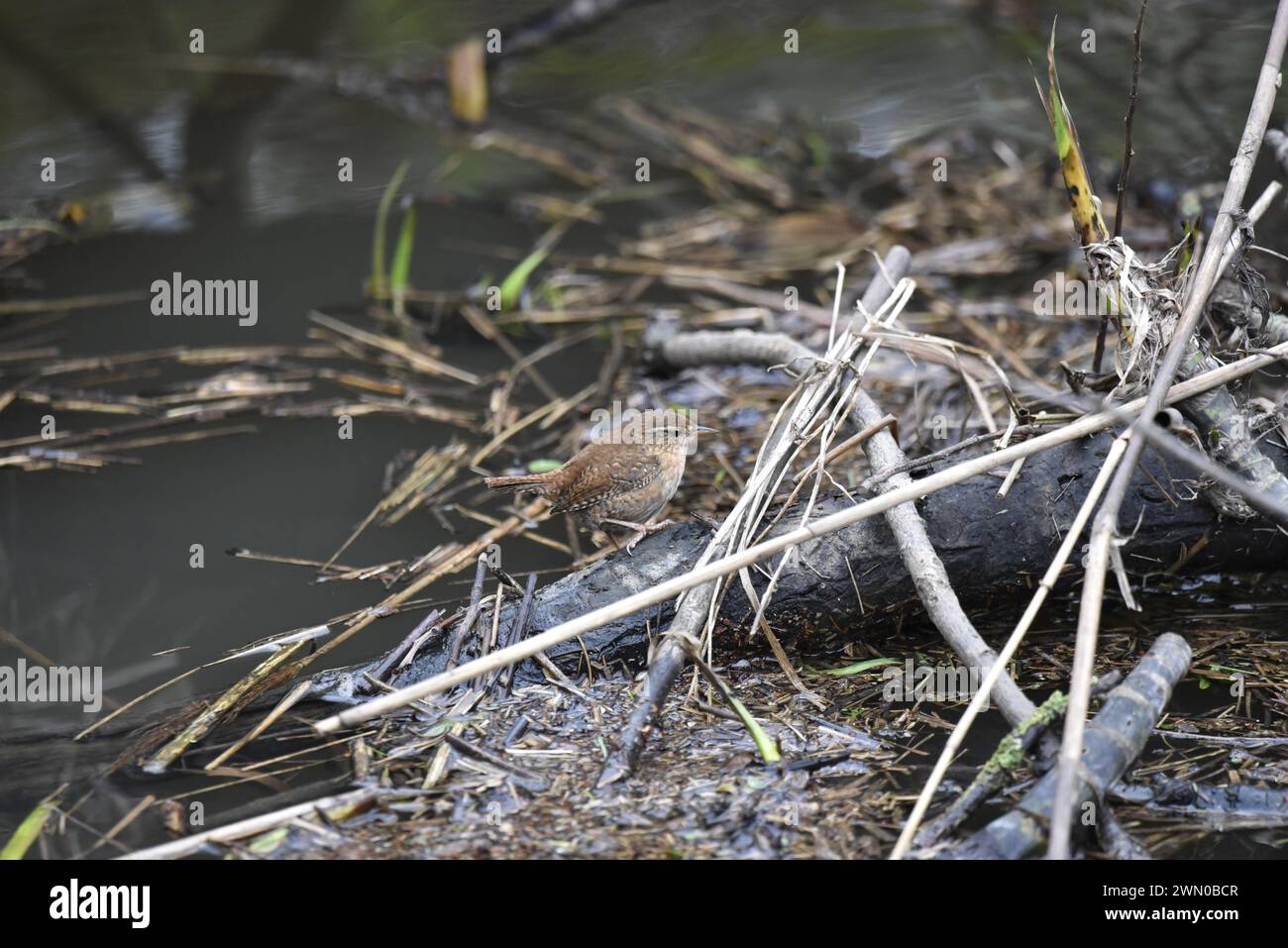 Winter Wren (Troglodytes troglodytes) rechts auf der Bildmitte, stehend auf verfallenem Log in flachem Wasser, aufgenommen in einem Naturschutzgebiet in Großbritannien Stockfoto